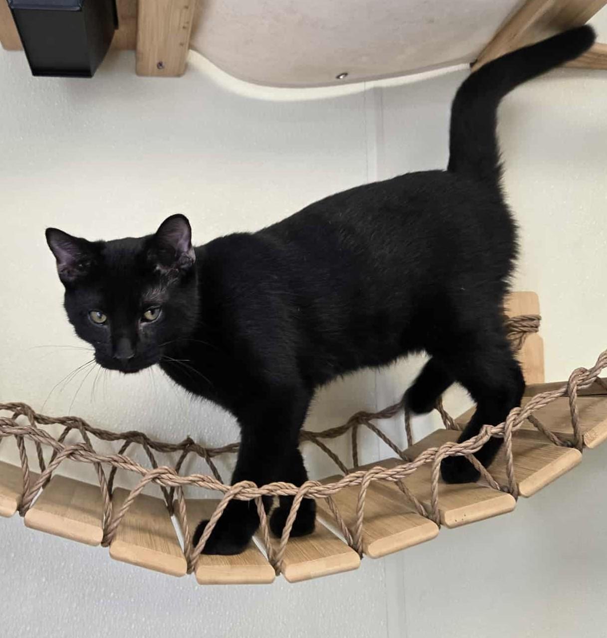 Andy, an adoptable Domestic Short Hair in Larned, KS, 67550 | Photo Image 4