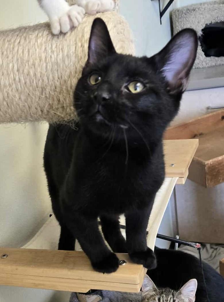 Andy, an adoptable Domestic Short Hair in Larned, KS, 67550 | Photo Image 1