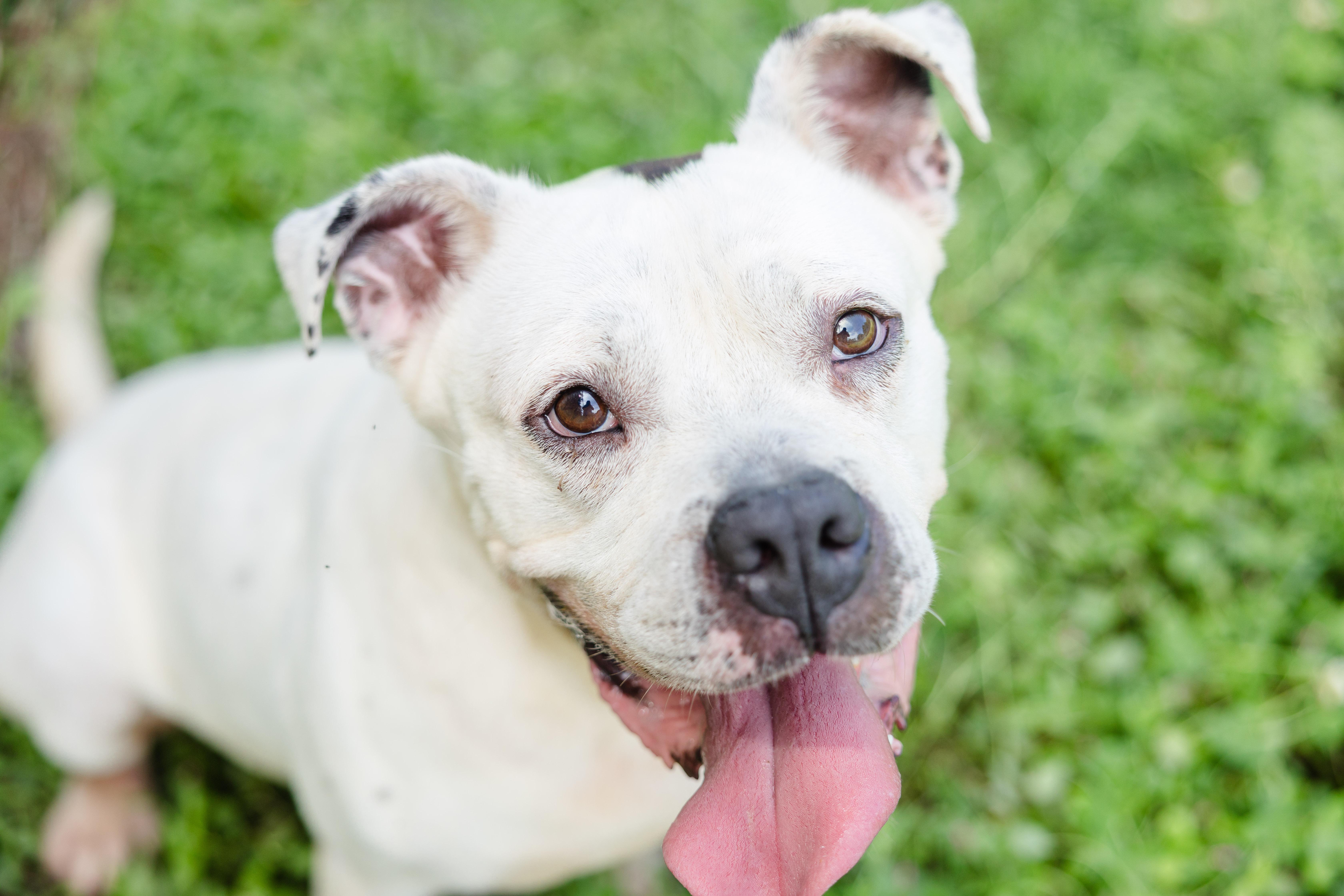 Enlarge Flounder, a ADOPTABLE mixed breed in Newburgh, IN image 2/3
