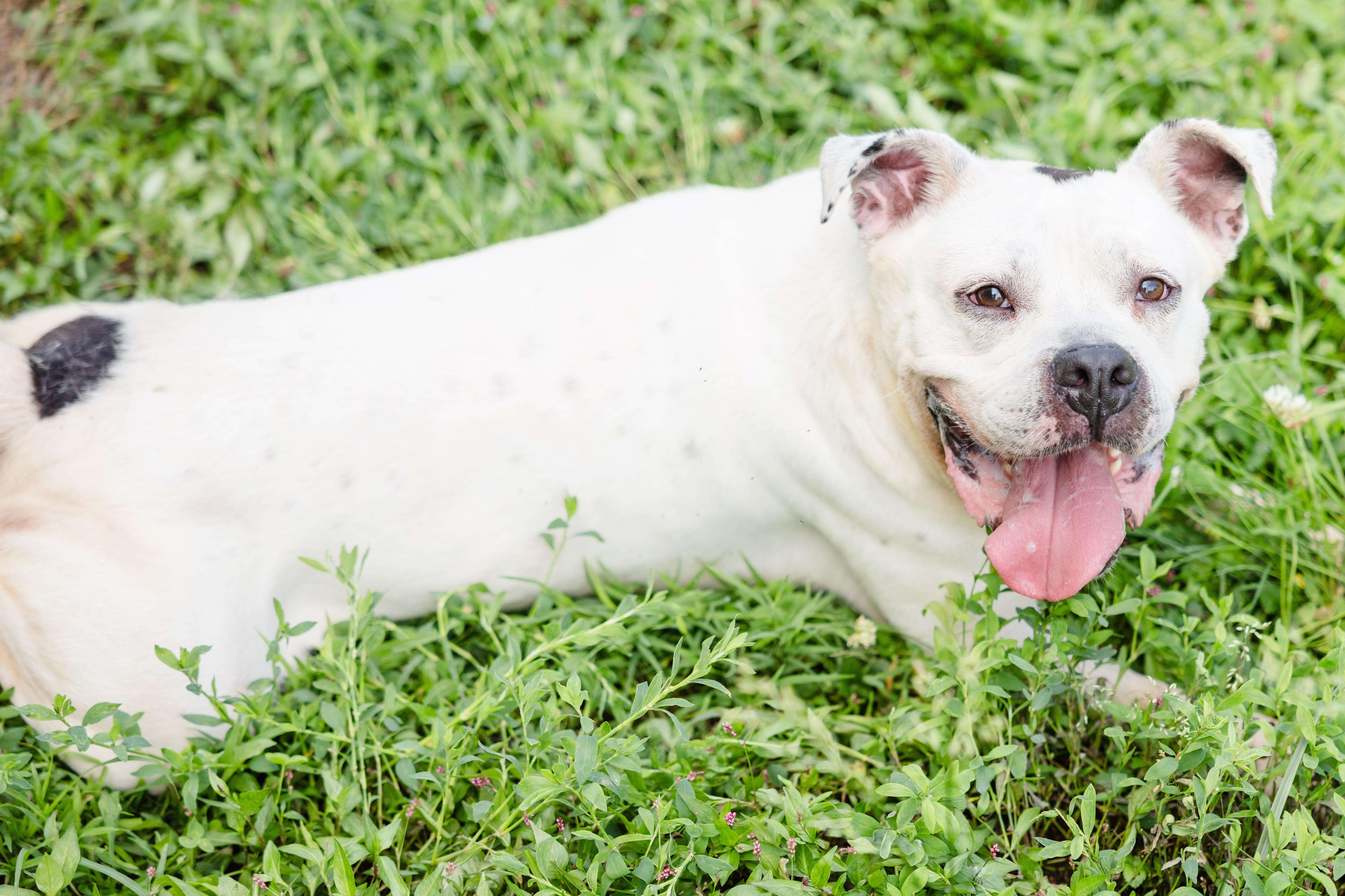 Enlarge Flounder, a ADOPTABLE mixed breed in Newburgh, IN image 3/3