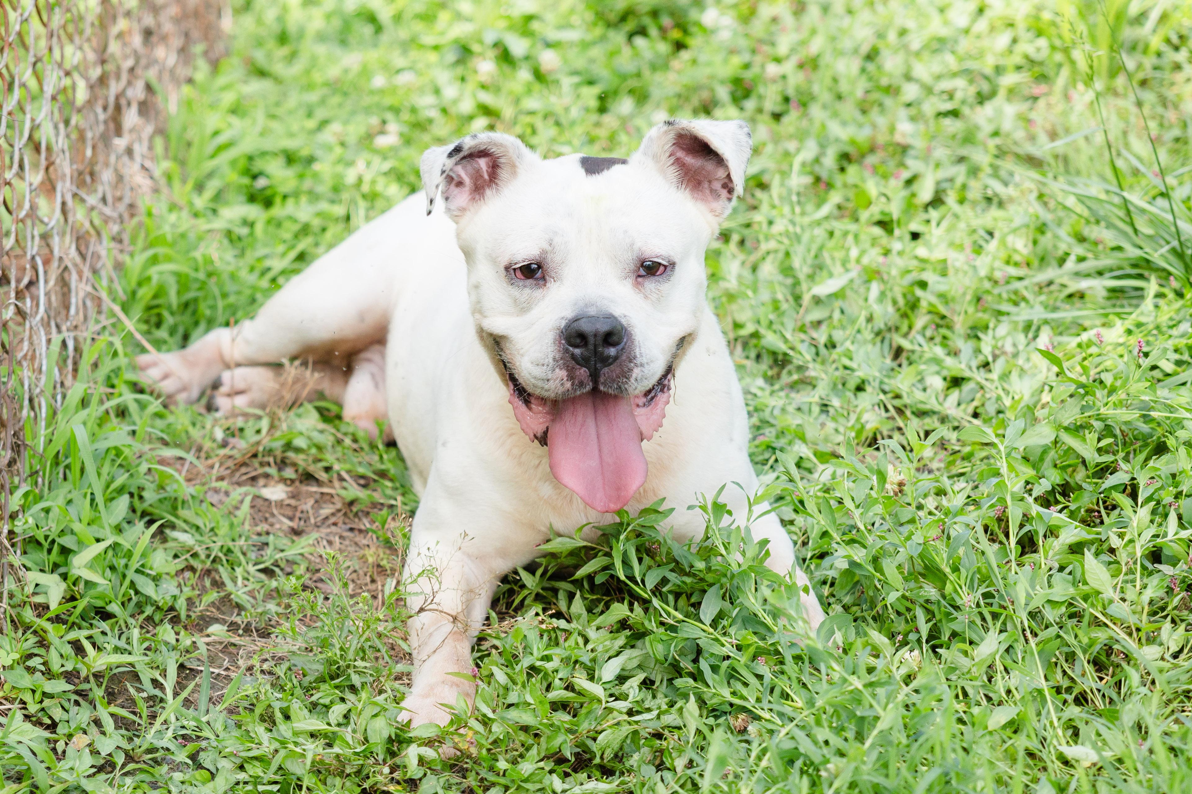 Flounder, ADOPTABLE, Adult Male American Staffordshire Terrier.