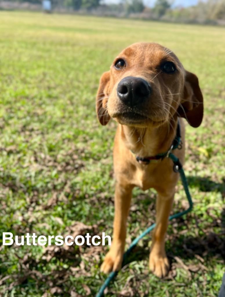 Butterscotch, Adoptable, Young Female Flat-Coated Retriever & Labrador Retriever.