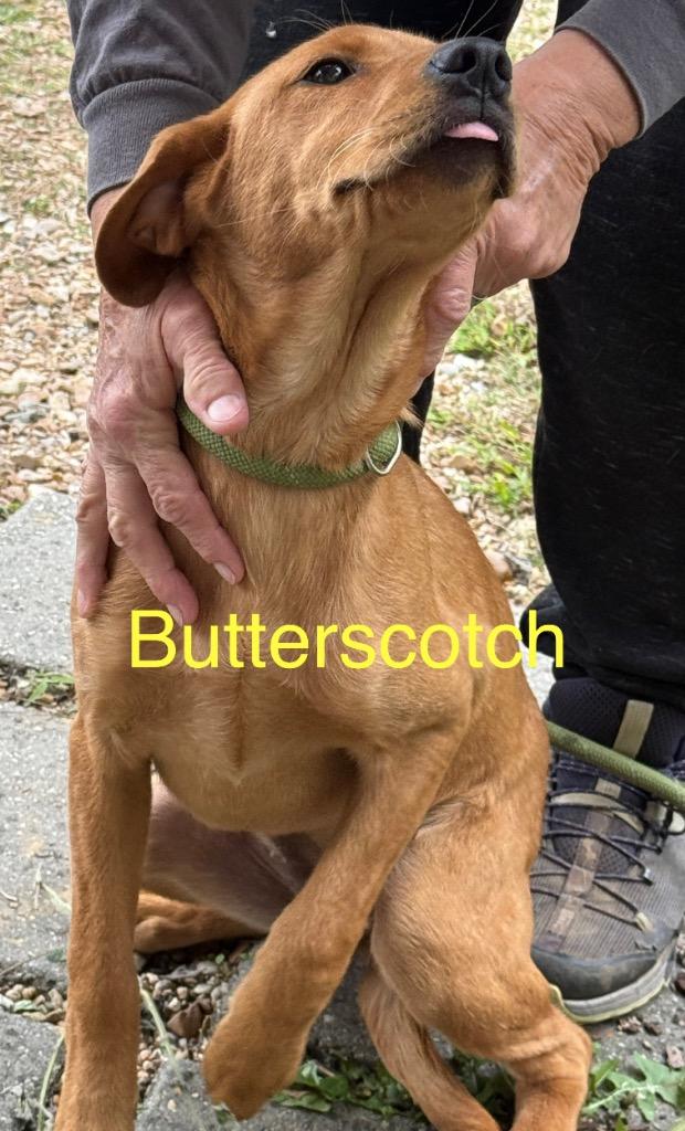Enlarge Butterscotch, a Adoptable mixed breed in Saint Francisville, LA image 2/5