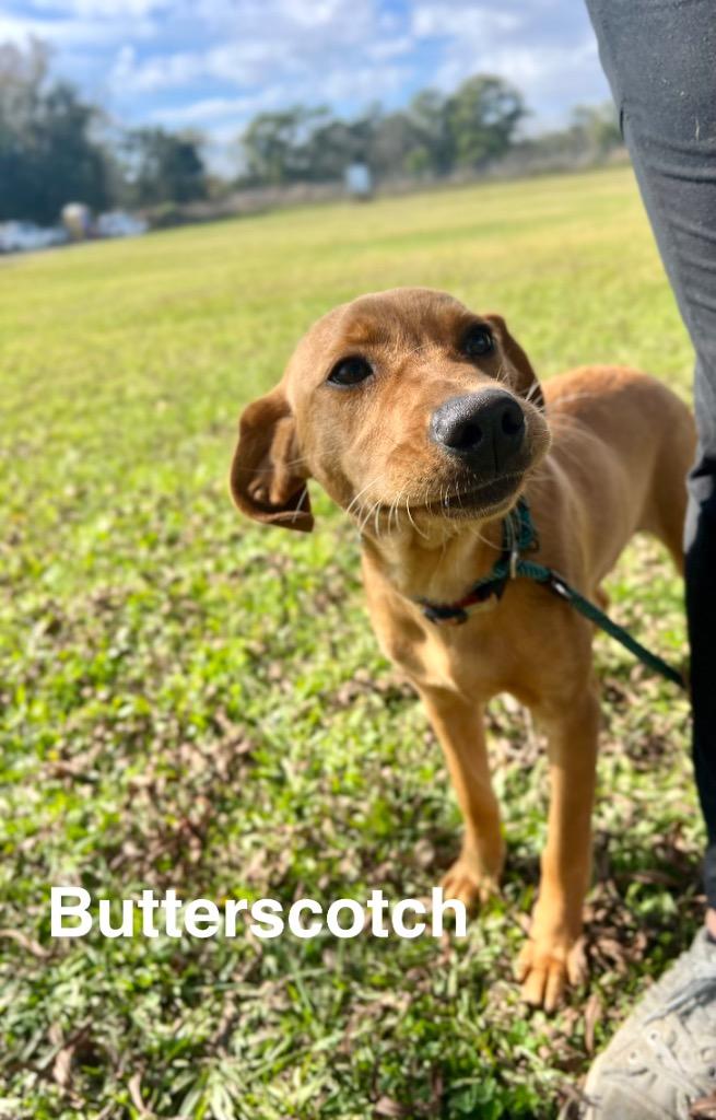 Enlarge Butterscotch, a Adoptable mixed breed in Saint Francisville, LA image 3/5