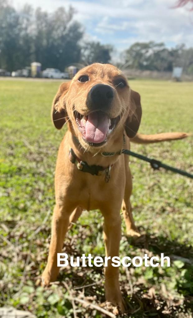 Enlarge Butterscotch, a Adoptable mixed breed in Saint Francisville, LA image 4/5