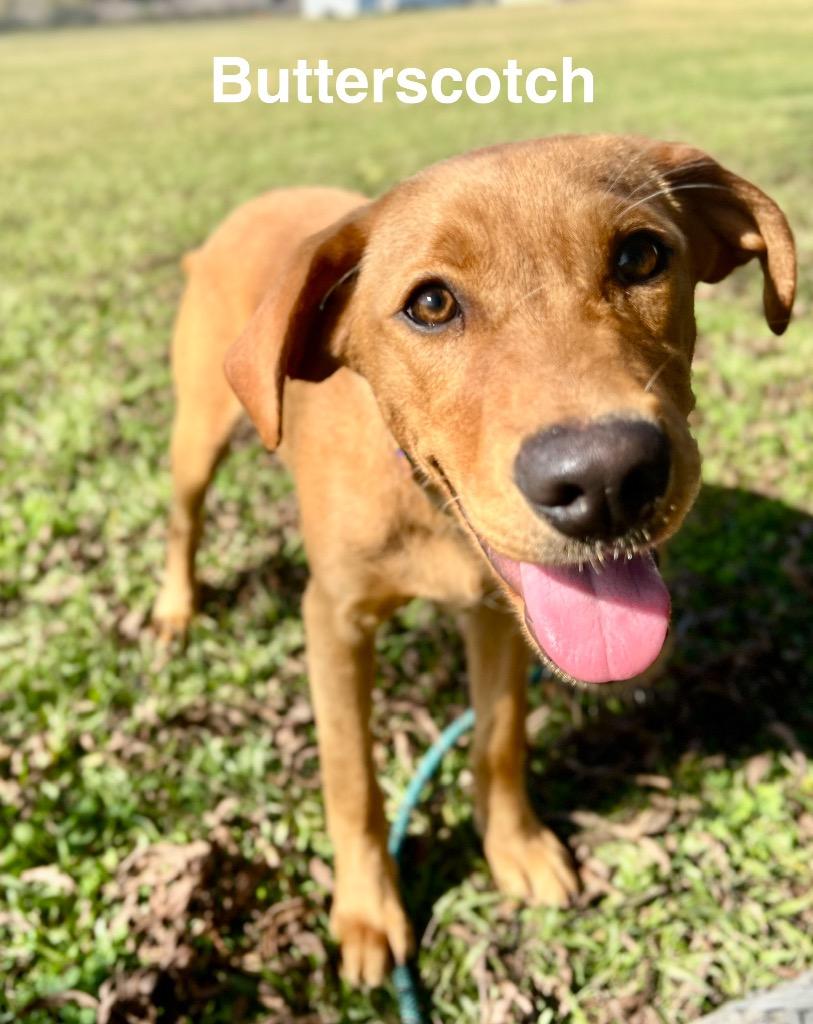 Enlarge Butterscotch, a Adoptable mixed breed in Saint Francisville, LA image 5/5