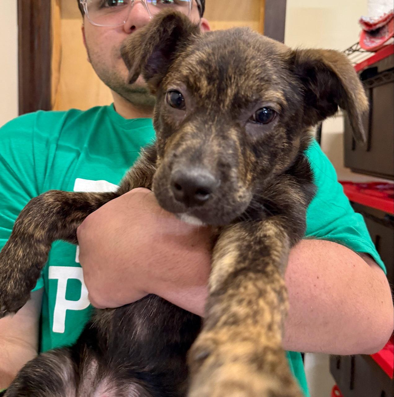 Greg, Adoptable, Puppy Male Boxer & Pit Bull Terrier.