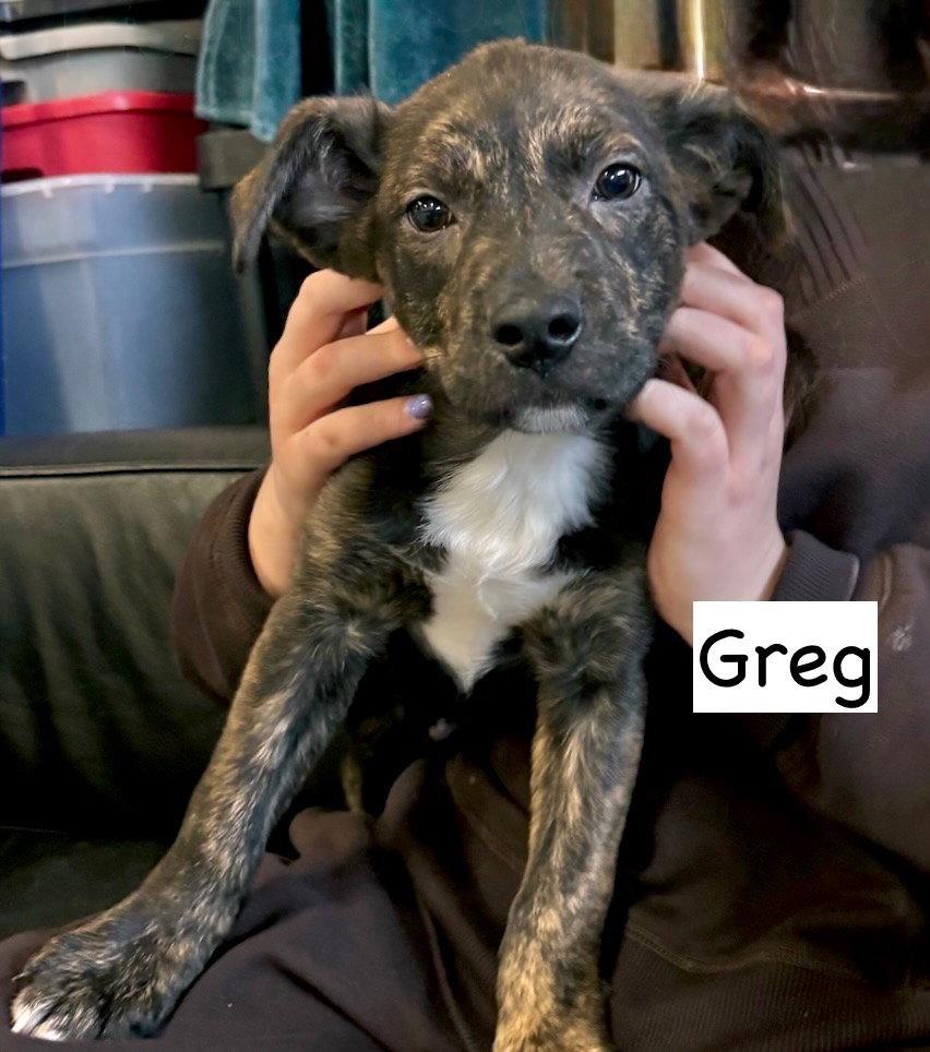 Enlarge Greg, a Adoptable mixed breed in GILBERTS, IL image 2/3