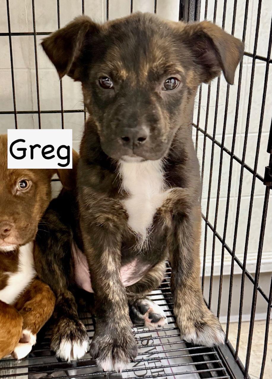 Enlarge Greg, a Adoptable mixed breed in GILBERTS, IL image 3/3