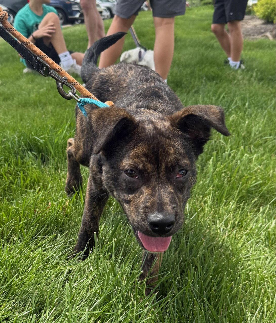 Greg, a Adoptable mixed breed in GILBERTS, IL image 3/3