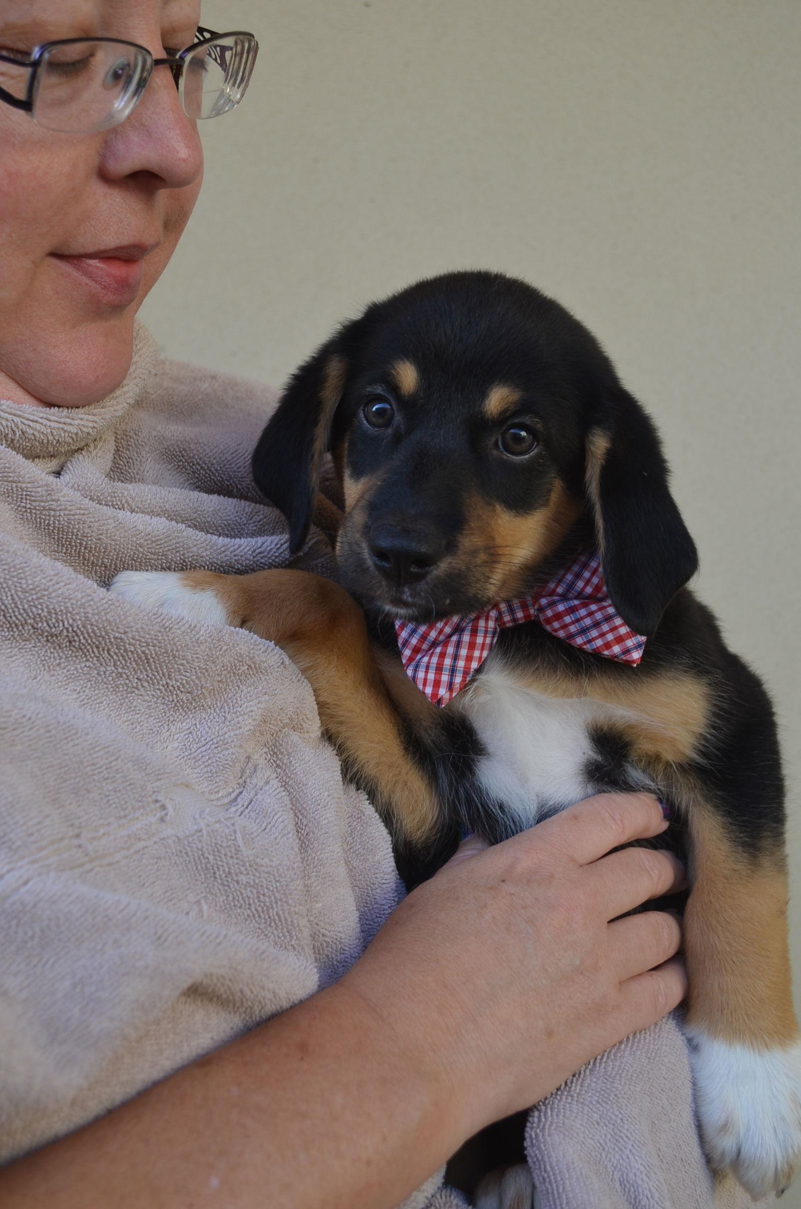 Reef, Adopted, Puppy Male Border Collie.