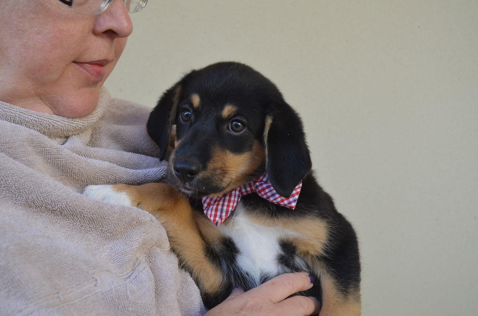 Enlarge Reef, a Adopted Border Collie in McKinney, TX image 2/2