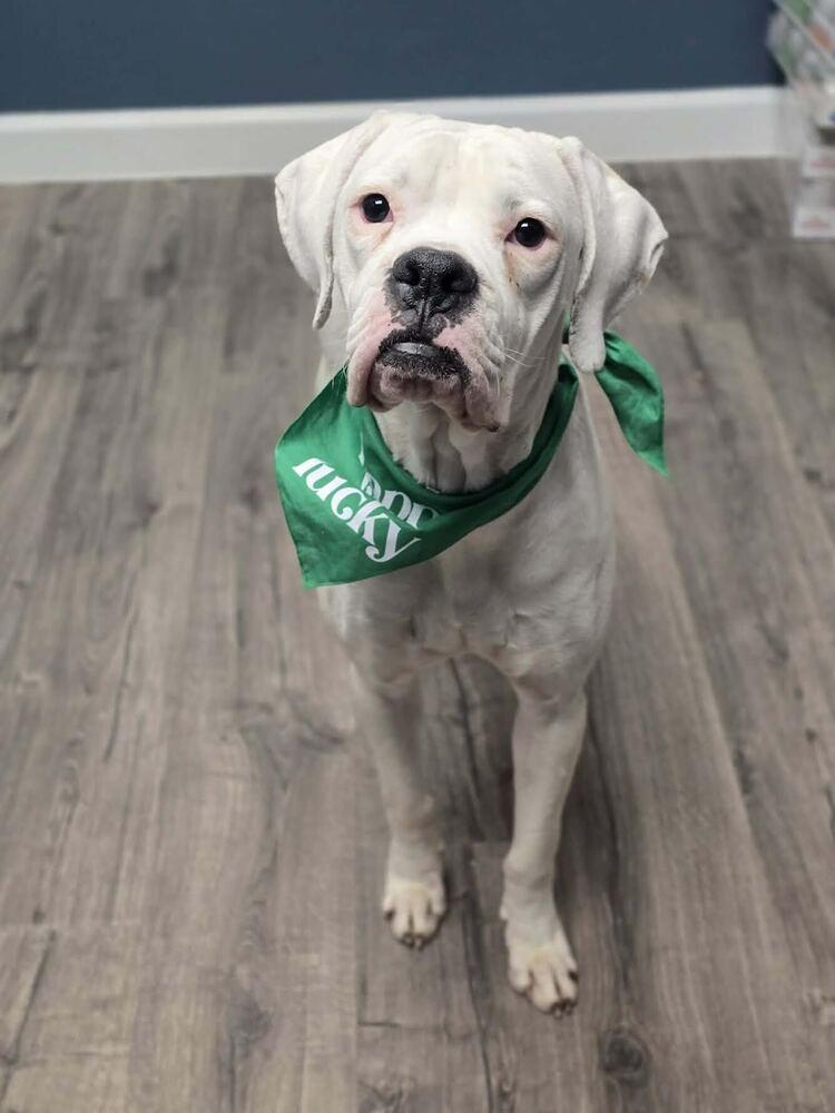 Squishmallow, Adoptable, Young Male Boxer.