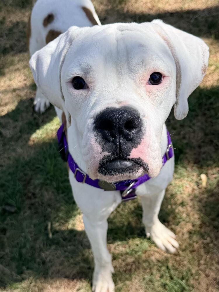 Enlarge Squishmallow, a Adoptable Boxer in Denver, CO image 2/4
