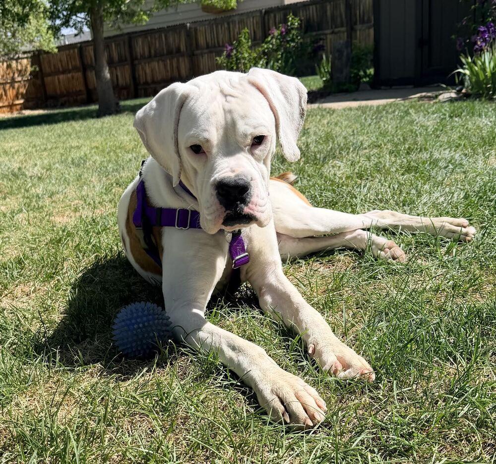 Enlarge Squishmallow, a Adoptable Boxer in Denver, CO image 3/4