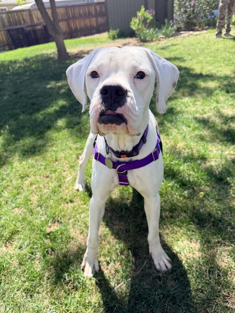 Enlarge Squishmallow, a Adoptable Boxer in Denver, CO image 4/4
