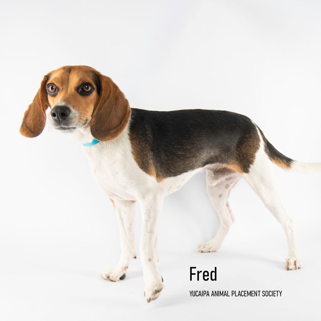Fred, Adoptable, Adult Male Beagle.