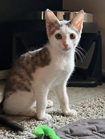 Enlarge Norton, a ADOPTABLE Domestic Short Hair in Phoenix, AZ image 2/4