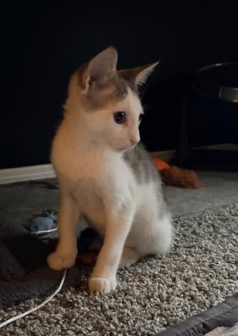 Enlarge Norton, a ADOPTABLE Domestic Short Hair in Phoenix, AZ image 4/4