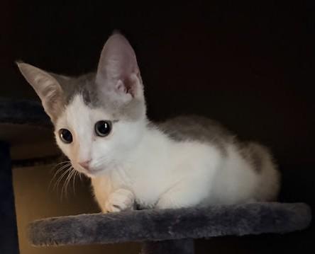 Norton, ADOPTABLE, Kitten Male Domestic Short Hair.