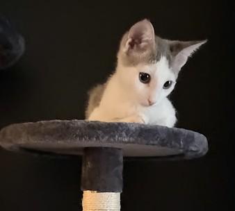 Enlarge Norton, a ADOPTABLE Domestic Short Hair in Phoenix, AZ image 3/4