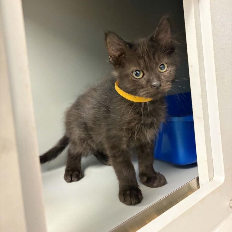 Enlarge Pooh, a Adopted mixed breed in Nevada, MO image 1/1