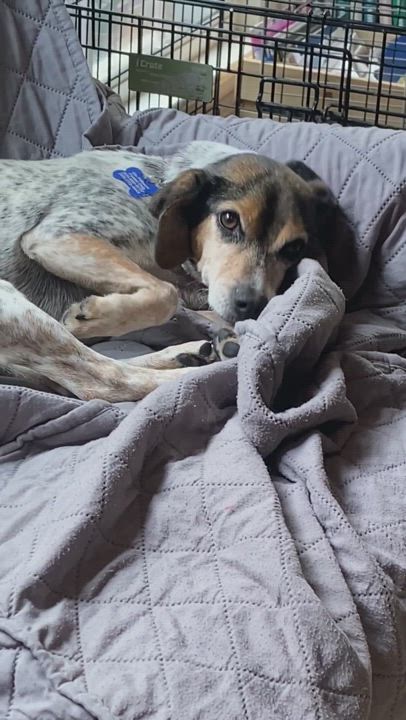 Enlarge Paisley, a Adopted Beagle in BATON ROUGE, LA video 6/11