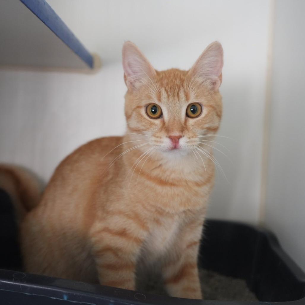 Scooby, Adoptable, Young Male Domestic Short Hair.