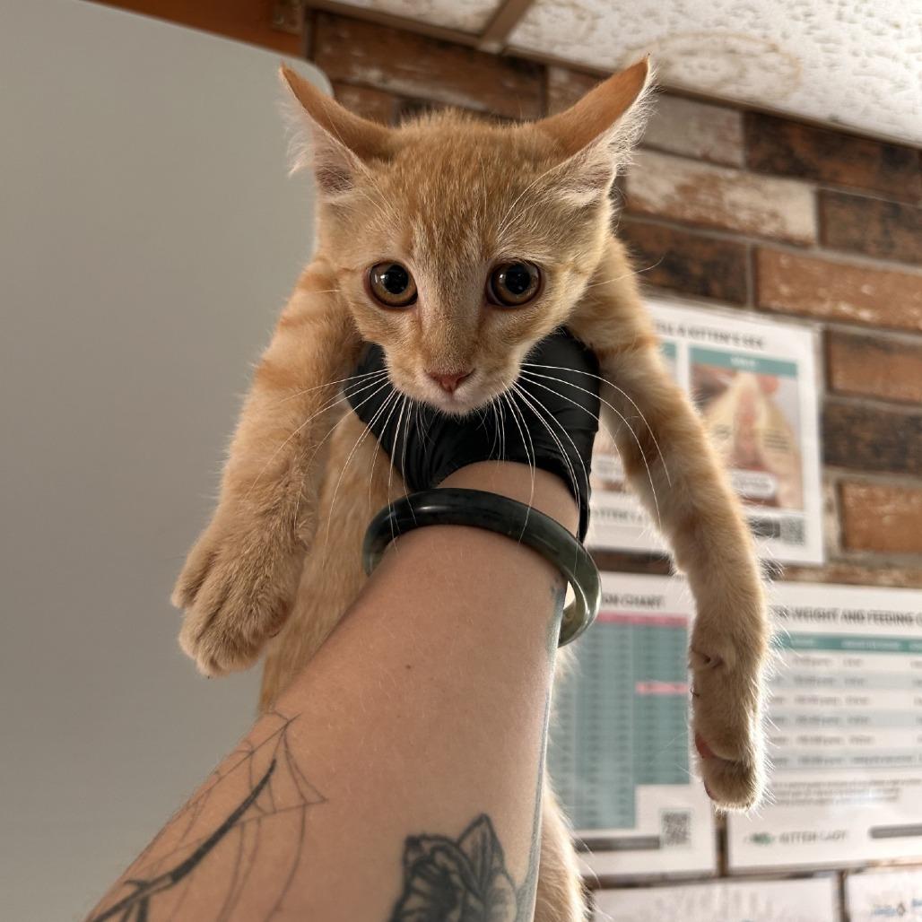 Enlarge Scooby, a Adoptable Domestic Short Hair in Coachella, CA image 3/3