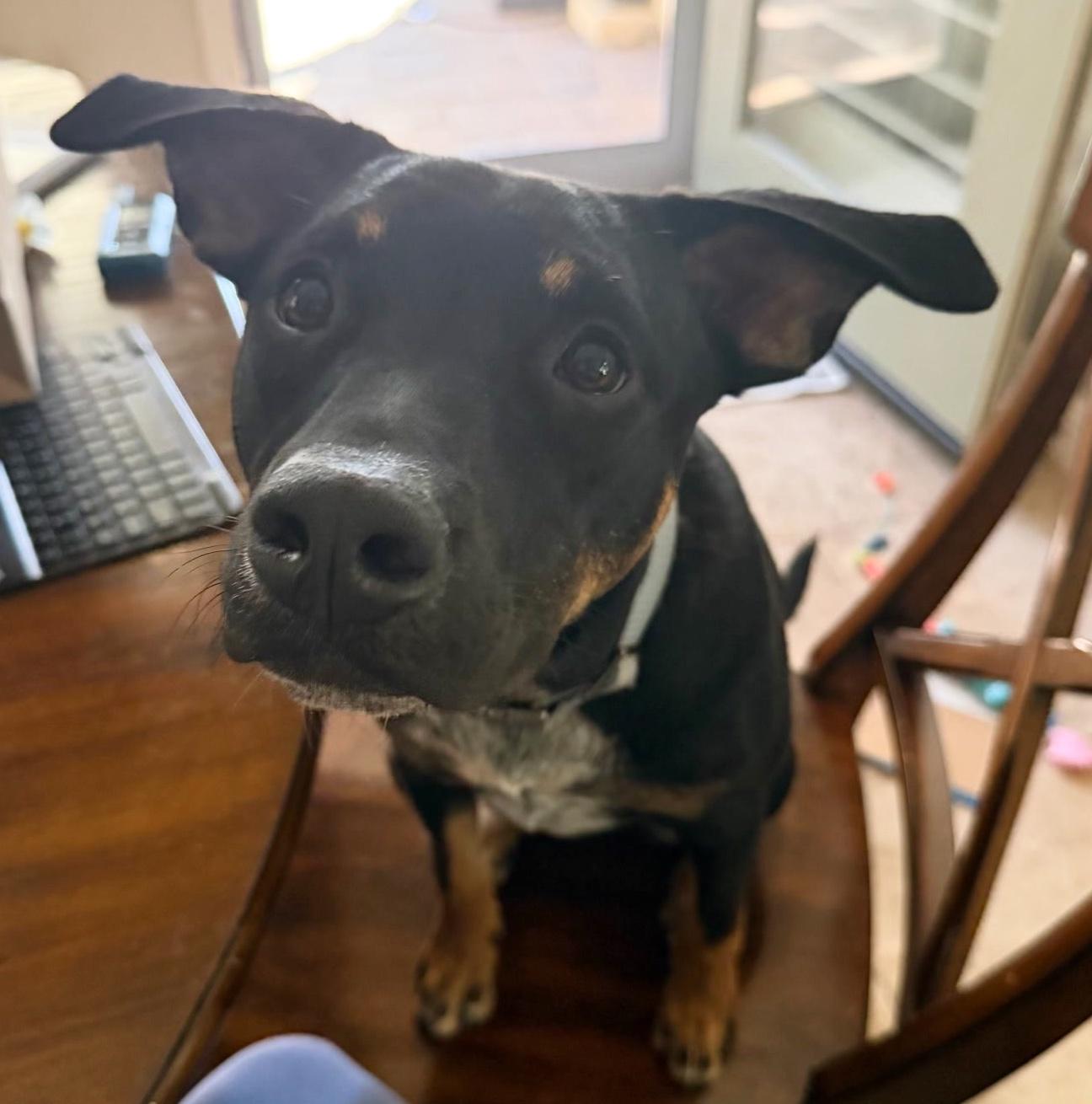Leo, Adoptable, Young Male Shepherd & Rottweiler.