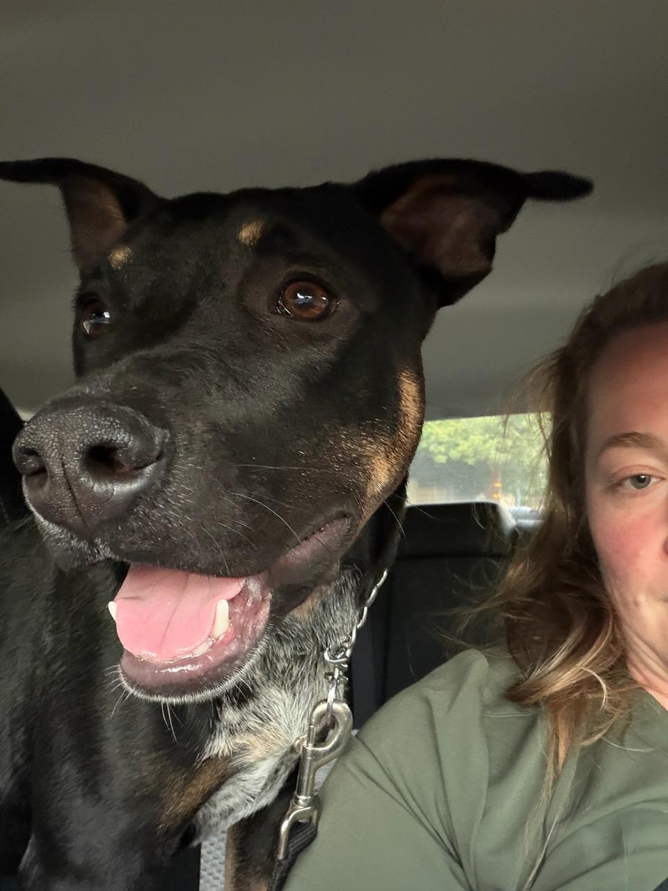 Leo, Adoptable, Young Male Shepherd & Rottweiler.