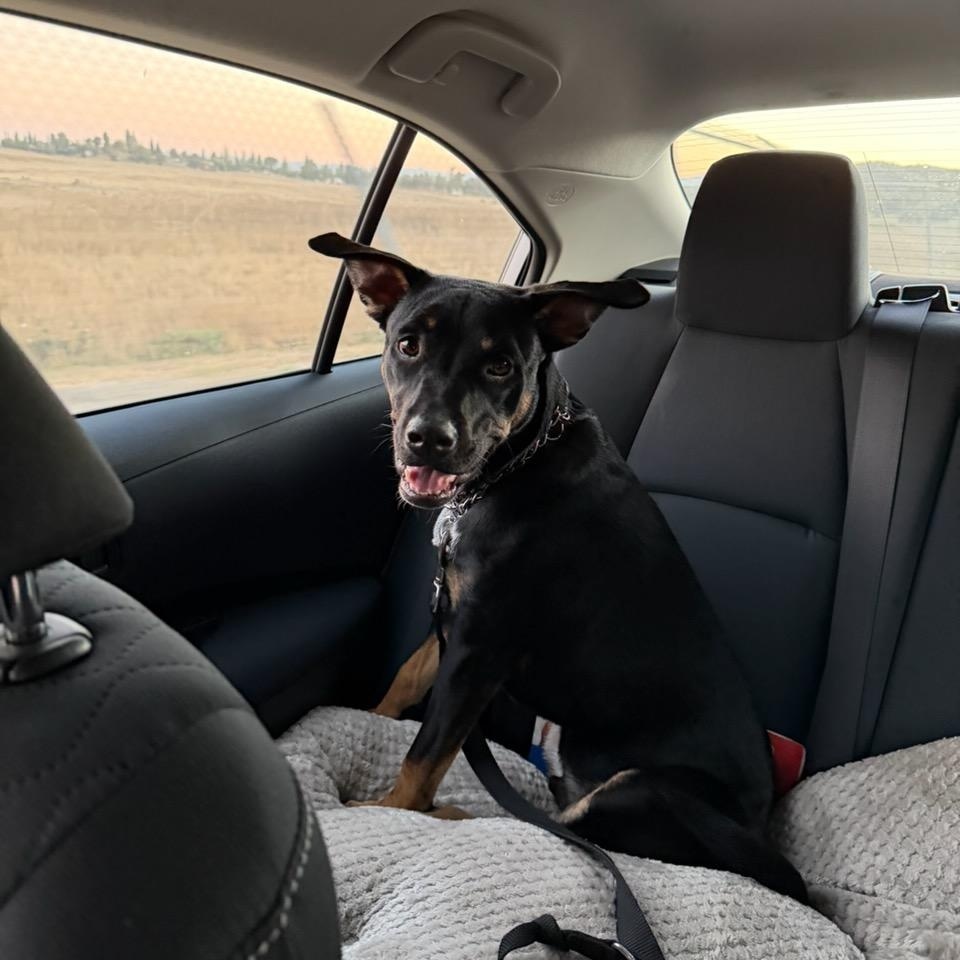 Enlarge Leo, a Adoptable mixed breed in Los Angeles, CA image 2/4