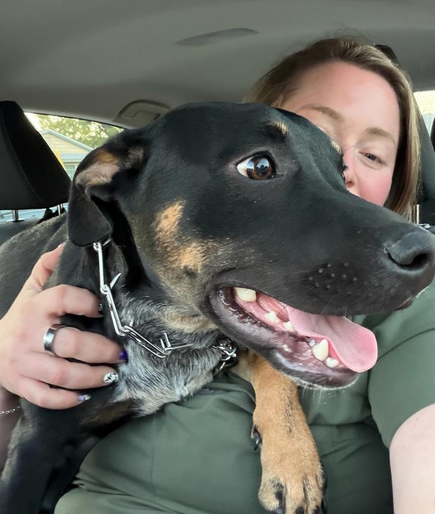 Enlarge Leo, a Adoptable mixed breed in Los Angeles, CA image 3/6