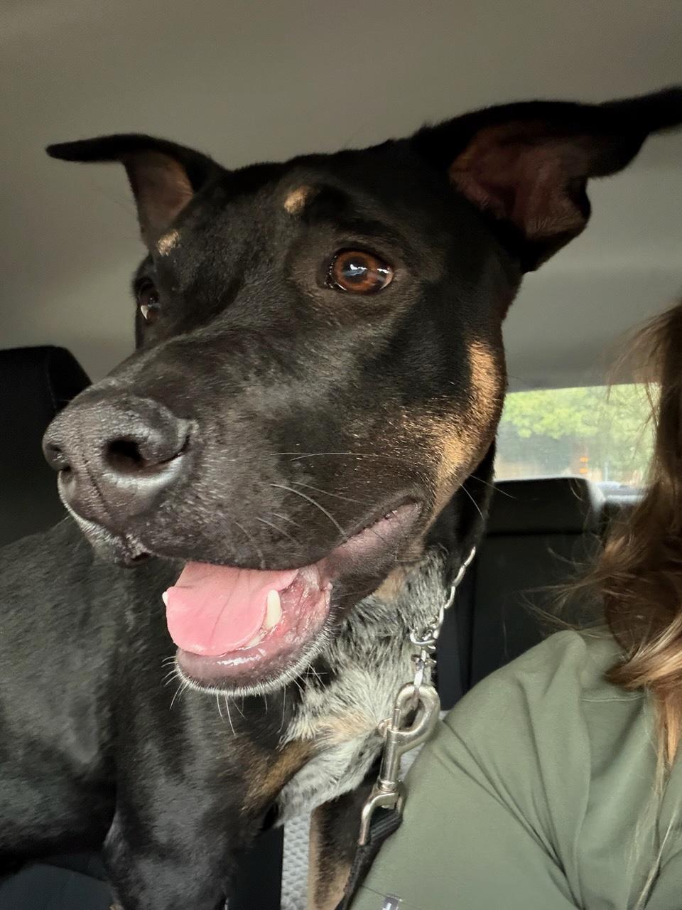 Enlarge Leo, a Adoptable mixed breed in Los Angeles, CA image 6/6