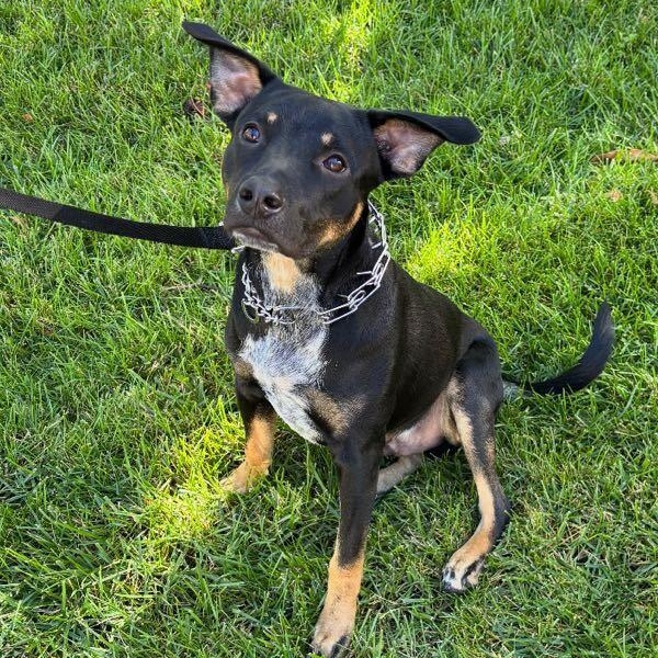 Enlarge Leo, a Adoptable mixed breed in Los Angeles, CA image 3/4