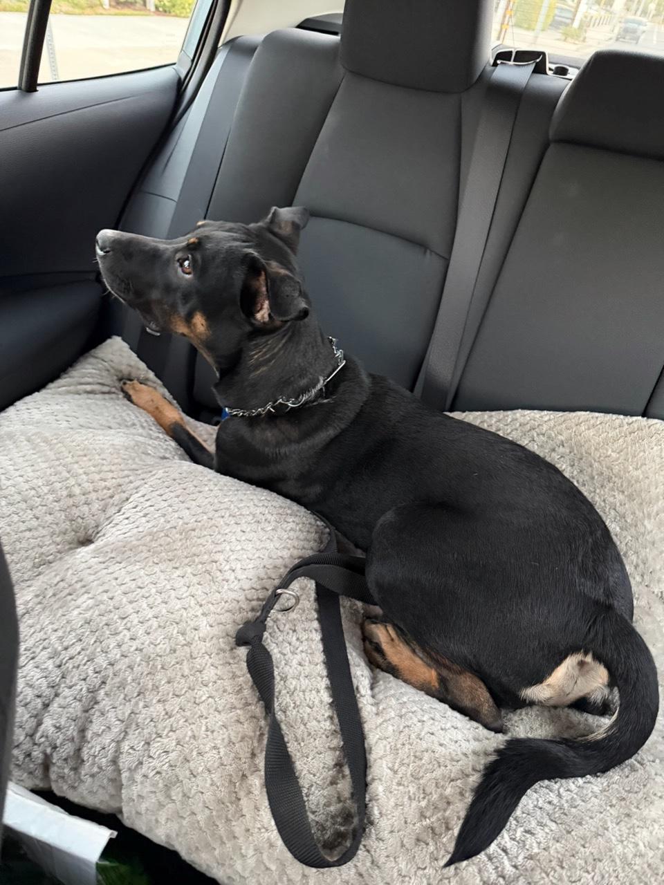 Enlarge Leo, a Adoptable mixed breed in Los Angeles, CA image 4/6