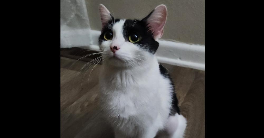 Gravy, Adopted, Young Female Domestic Short Hair.