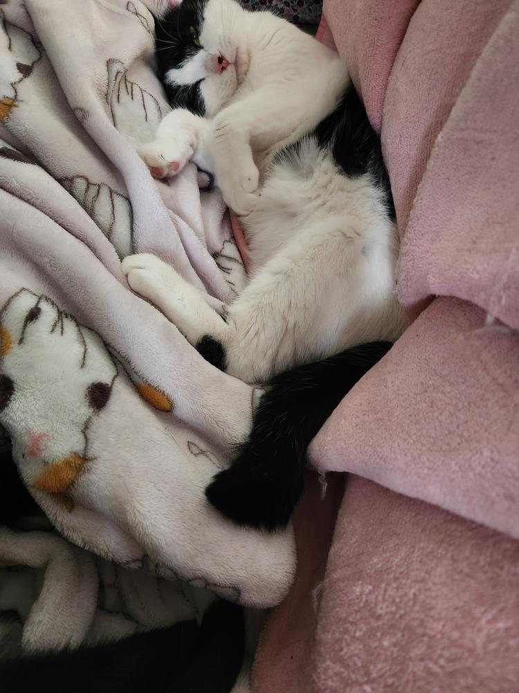 Enlarge Gravy, a Adopted Domestic Short Hair in Virginia Beach, VA image 2/6