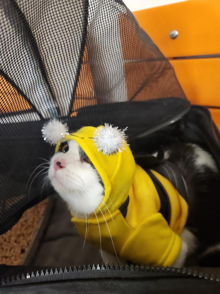 Enlarge Gravy, a Adopted Domestic Short Hair in Virginia Beach, VA image 3/6