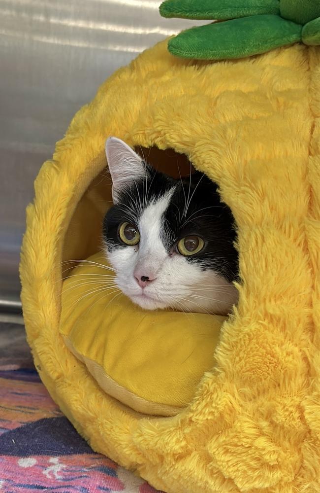 Enlarge Gravy, a Adopted Domestic Short Hair in Virginia Beach, VA image 4/6