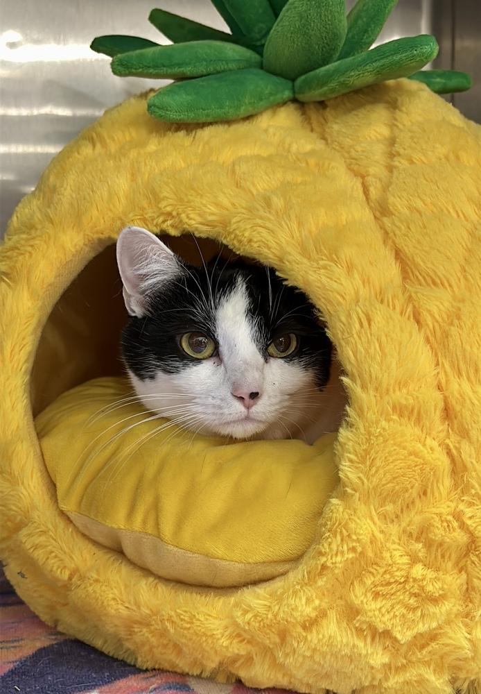 Enlarge Gravy, a Adopted Domestic Short Hair in Virginia Beach, VA image 5/6