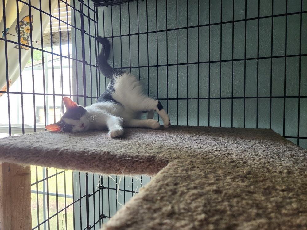 Enlarge Gravy, a Adopted Domestic Short Hair in Virginia Beach, VA image 6/6