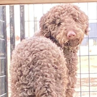 Chico, adopted, Young Male Labradoodle.
