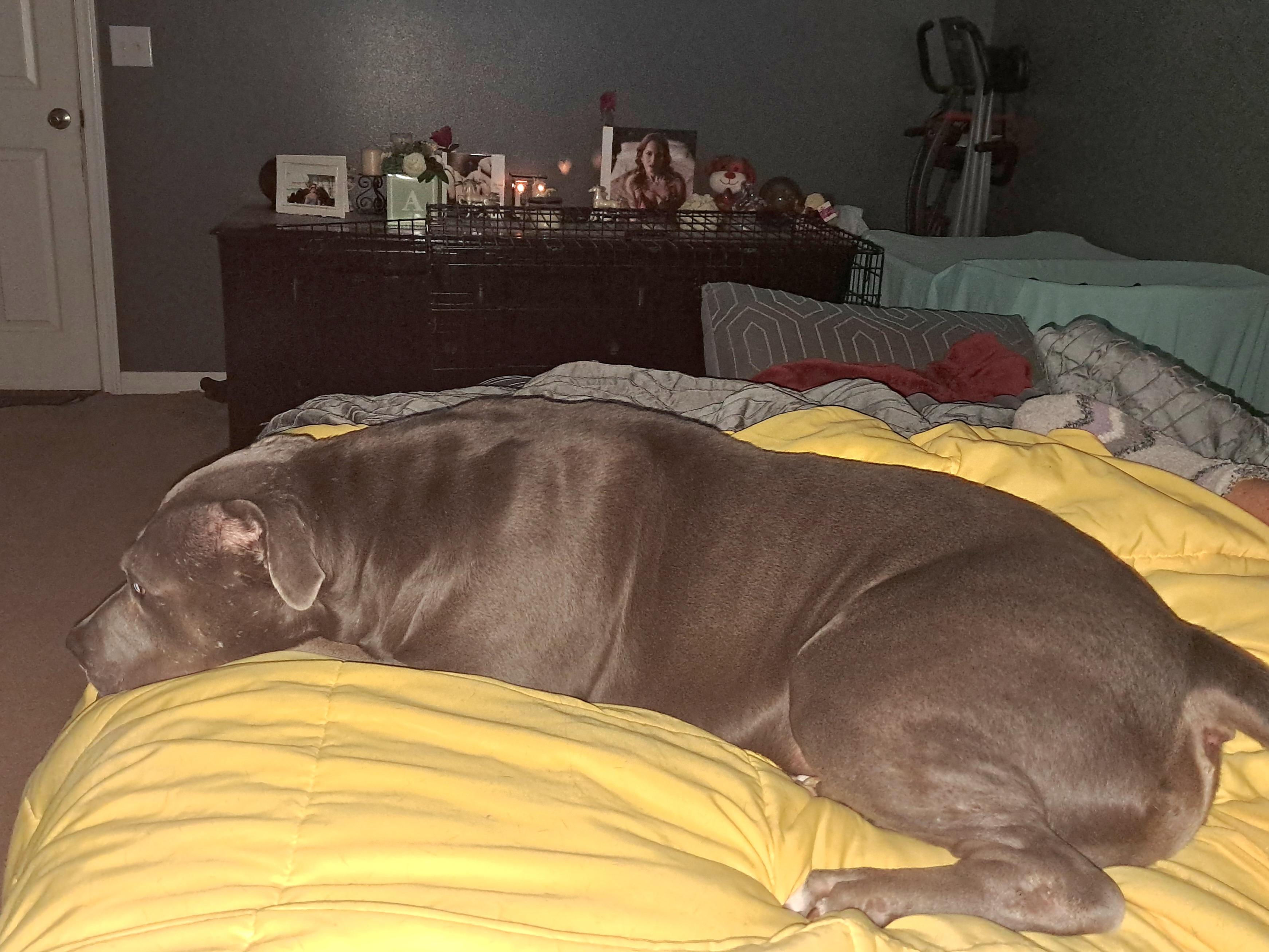 Slate, a ADOPTABLE Pit Bull Terrier in BREWTON, AL image 3/4