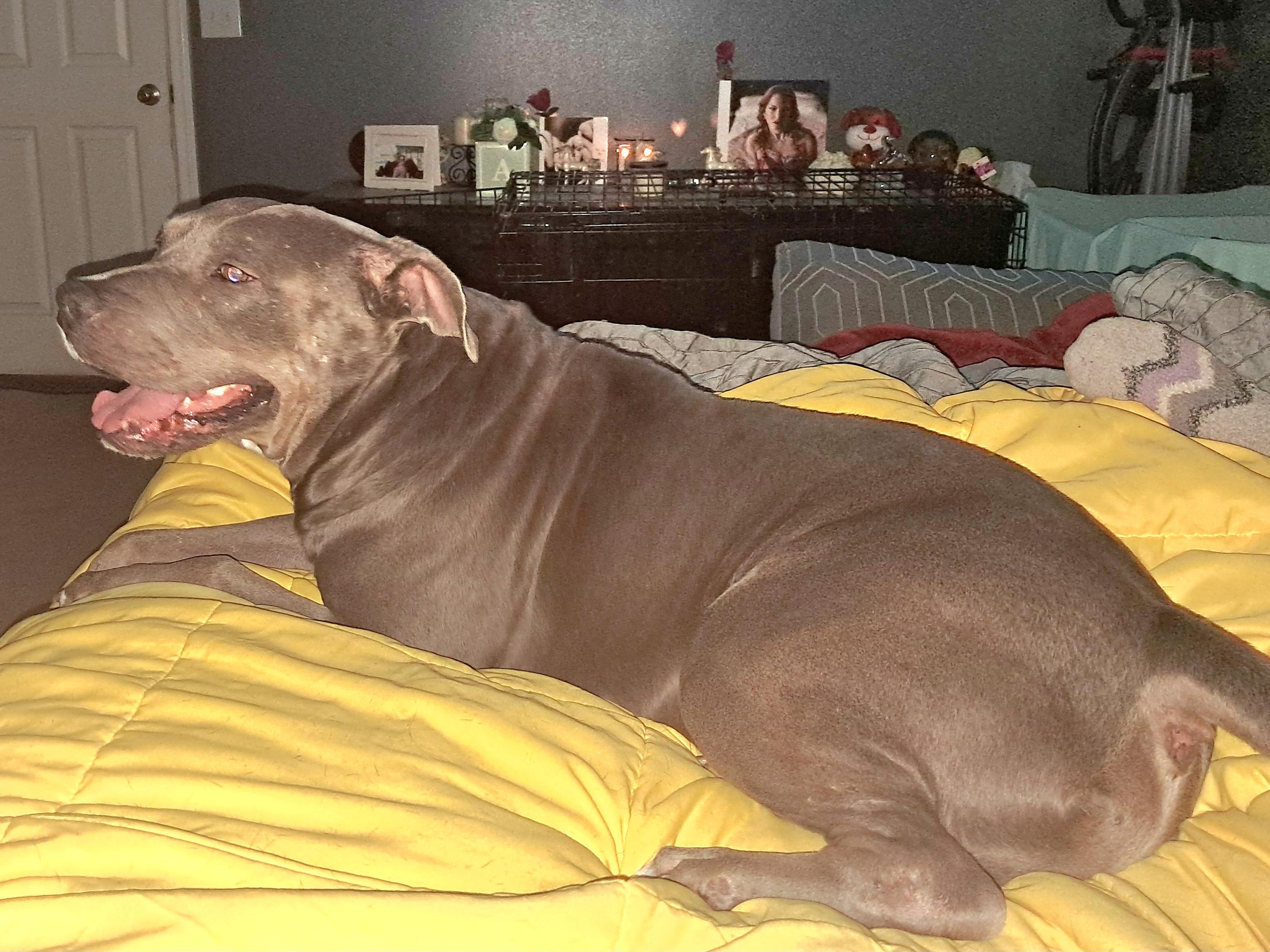 Slate, a ADOPTABLE Pit Bull Terrier in BREWTON, AL image 2/4