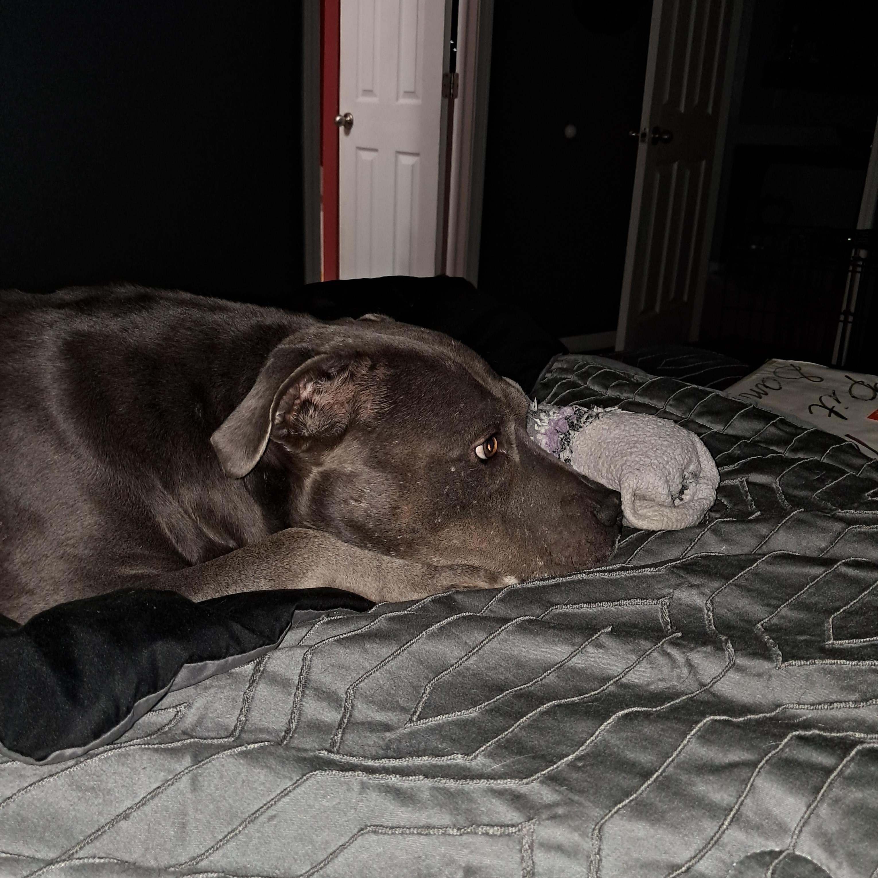 Slate, ADOPTABLE, Adult Male Pit Bull Terrier.