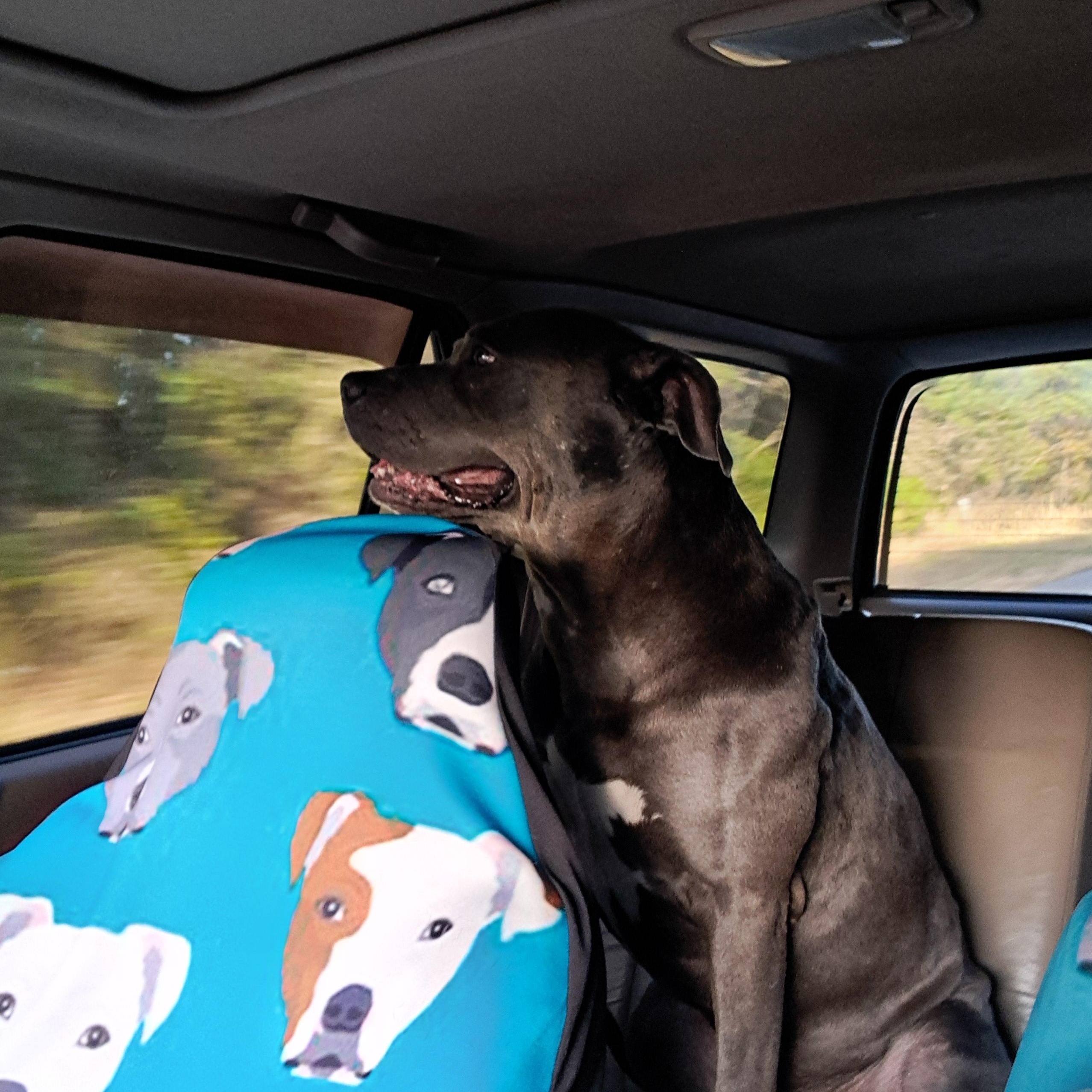 Slate, a ADOPTABLE Pit Bull Terrier in BREWTON, AL image 4/4