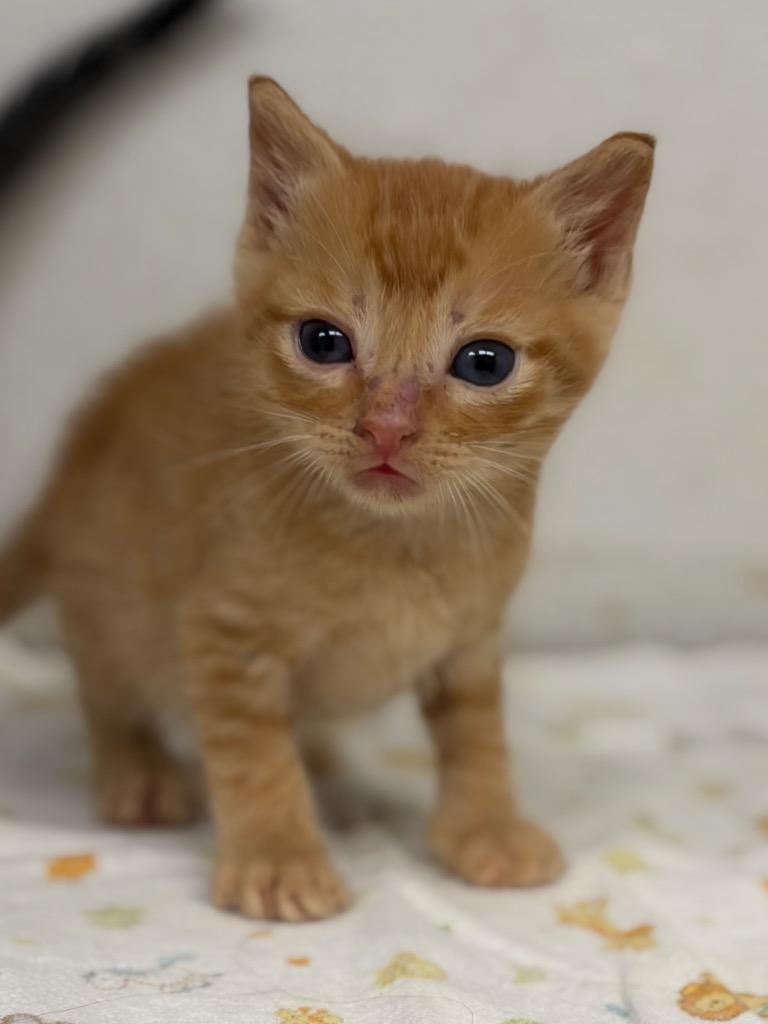 Squirt, Adoptable, Kitten Male Domestic Short Hair.