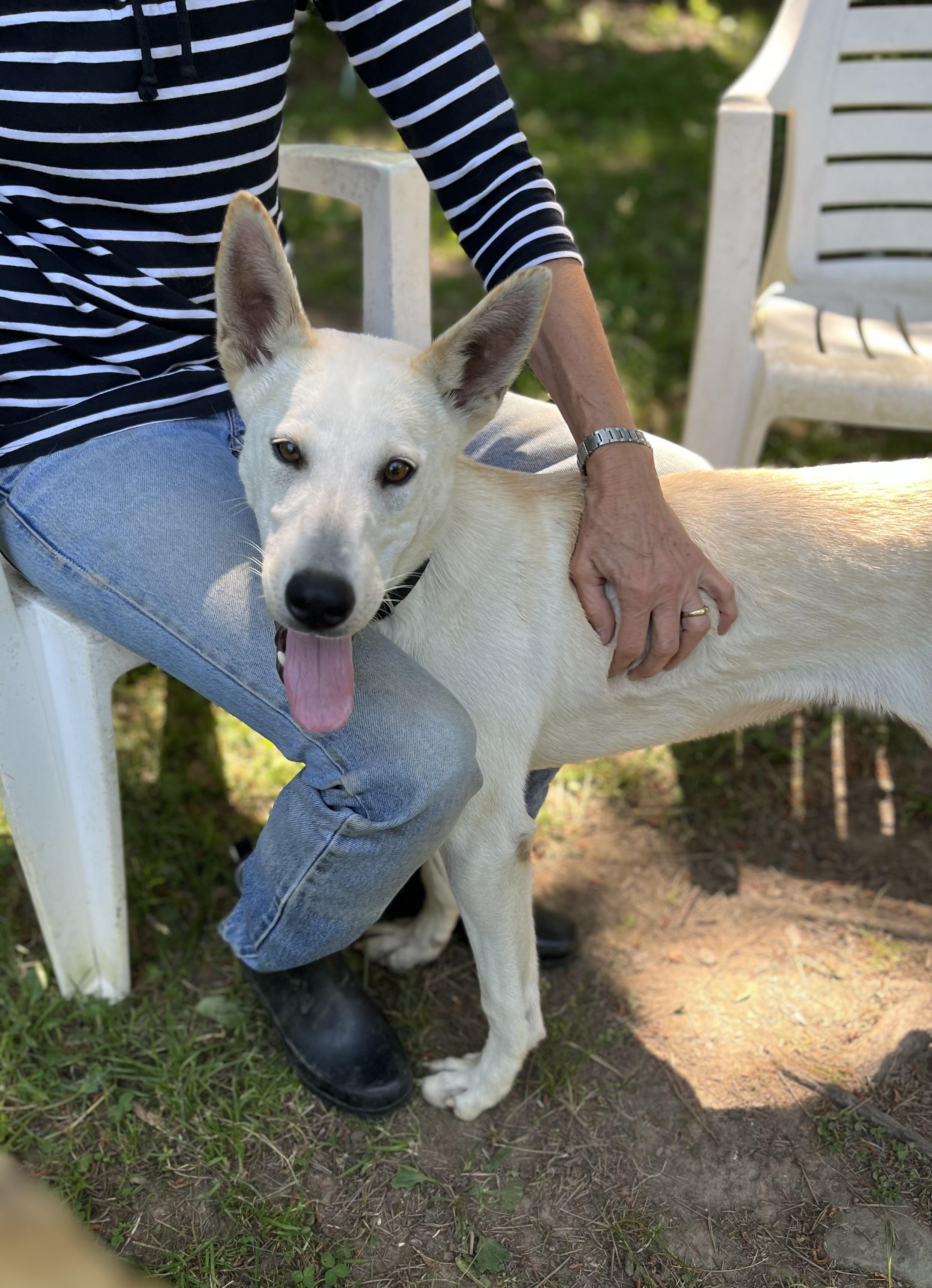 Hero, a ADOPTABLE mixed breed in Stanstead, QC image 5/6