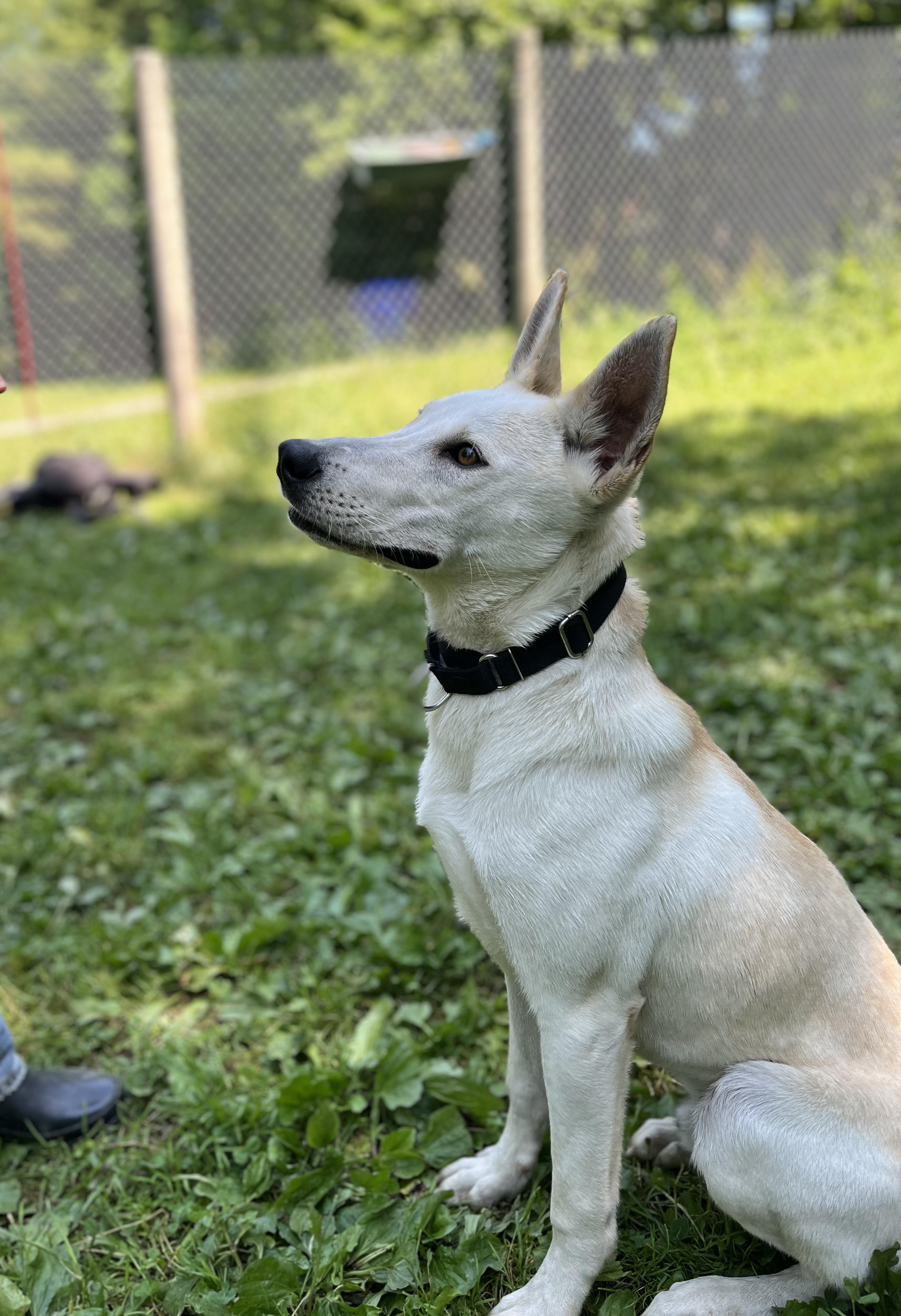 Hero, a ADOPTABLE mixed breed in Stanstead, QC image 4/6